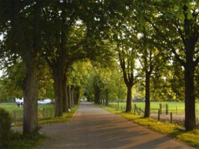 Allee